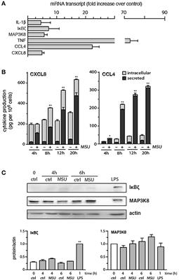 Cytokine Production and NET Formation by Monosodium Urate-Activated Human Neutrophils Involves Early and Late Events, and Requires Upstream TAK1 and Syk